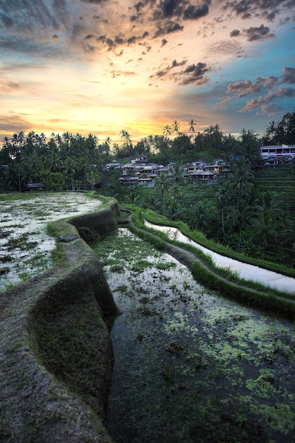 Disparo vertical de terrazas de arroz en Bali, Indonesia