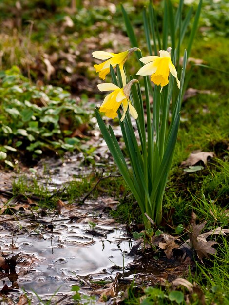 Disparo vertical de tres tulipanes amarillos en la naturaleza