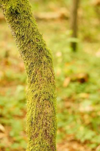 Disparo vertical de un tronco de árbol