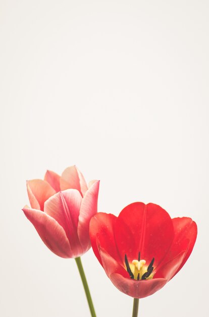Disparo vertical de un tulipán de hojas de lino aislado sobre fondo blanco.
