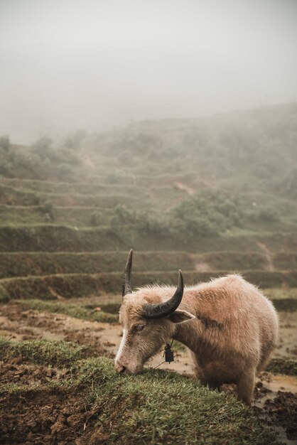 Disparo vertical de una vaca escocesa que pastan en los pastos con una escena de niebla