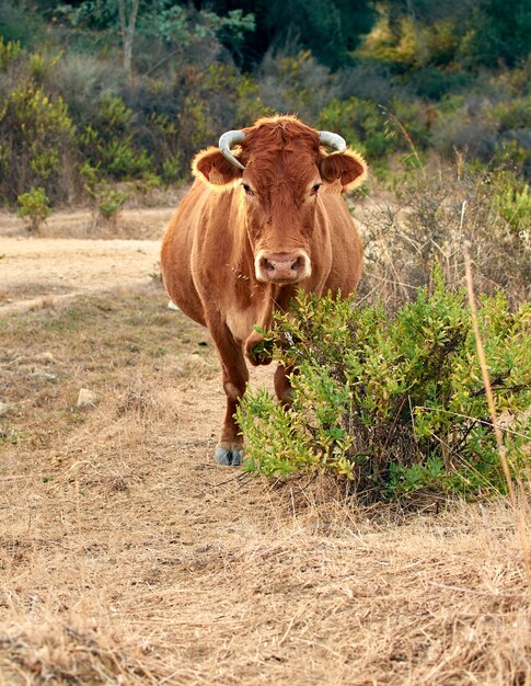 Disparo vertical de una vaca marrón en el campo