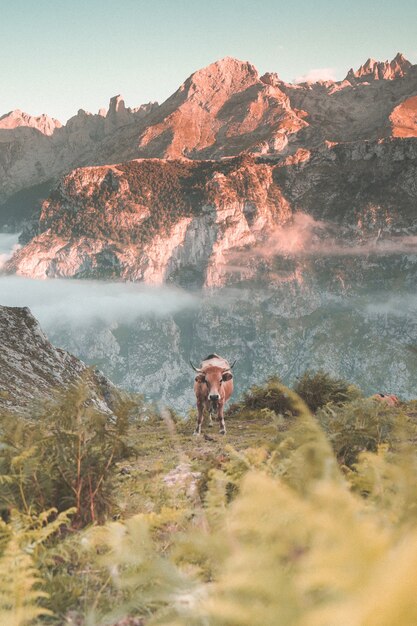 Disparo vertical de una vaca en las montañas durante un día soleado: papel tapiz perfecto