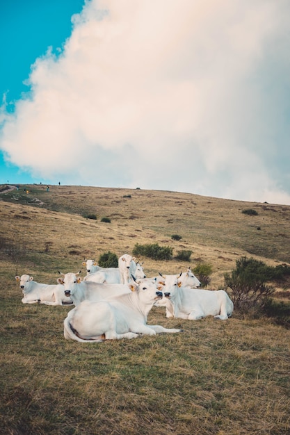 Disparo vertical de vacas blancas descansando en la pradera bajo un cielo nublado
