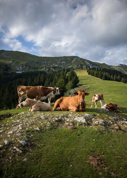 Disparo vertical de vacas caminando bajo un cielo nublado