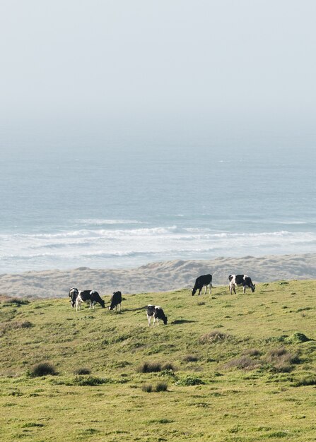 Disparo vertical de vacas pastando en un campo a la orilla del mar