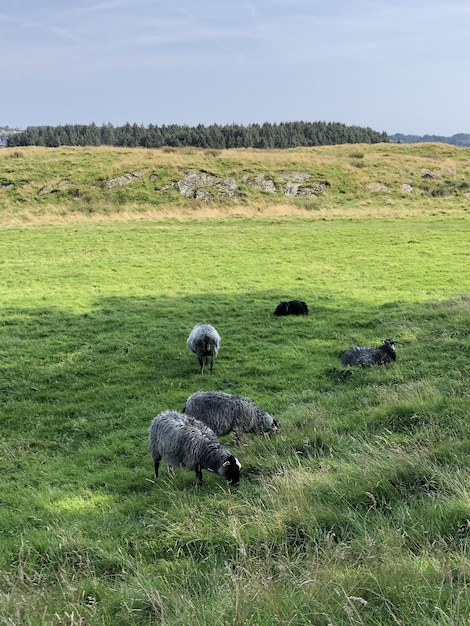 Disparo vertical de varias ovejas pastando en el campo verde