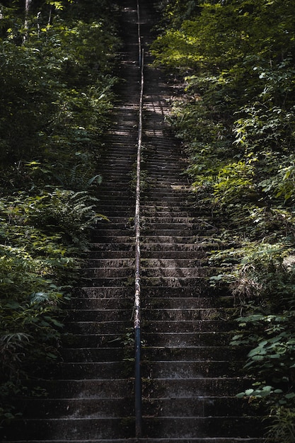 Disparo vertical de las viejas escaleras cubiertas de musgo en un parque