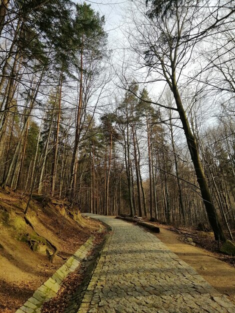 Disparo vertical de los viejos bosques secos y un camino entre ellos en Jelenia Góra, Polonia.