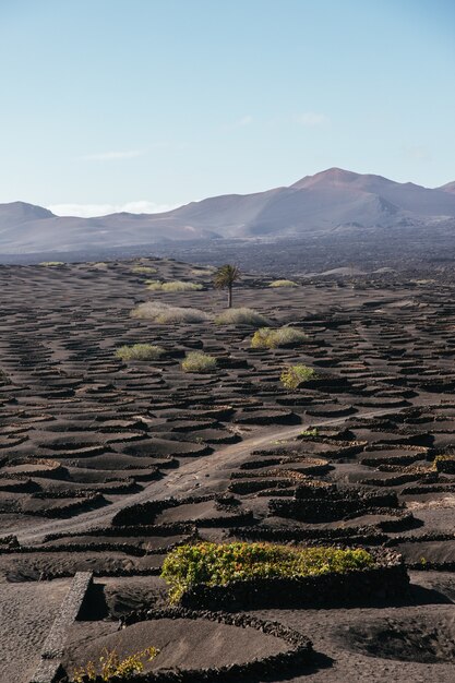 Disparo vertical de los viñedos en la isla de Lanzarote durante el día