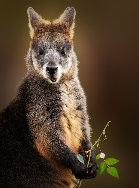 Disparo vertical de un wallaby comiendo mientras sostiene una rama de árbol