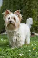 Foto gratuita disparo vertical de yorkshire terrier blanco en un parque durante el día