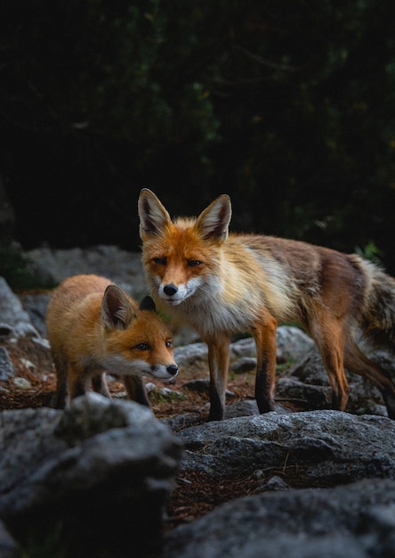 Foto gratuita disparo vertical de zorros deambulando por las rocas en un bosque