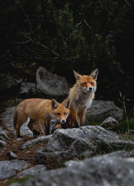 Disparo vertical de zorros deambulando por las rocas en un bosque