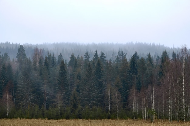 Disparo de vistas frontales de un bosque en un clima brumoso