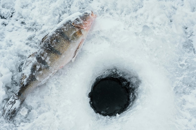 Disposición de elementos de pesca al aire libre