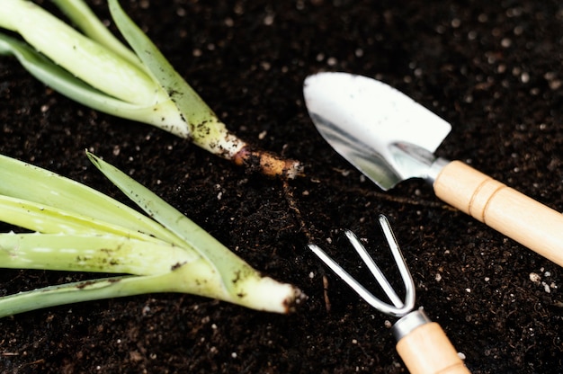 Disposición de herramientas de jardinería de ángulo alto