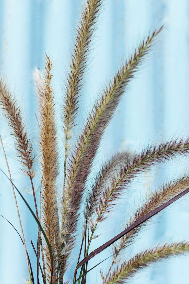 Foto gratuito disposición minimalista de las plantas naturales