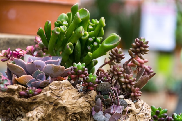 Disposición rectangular de suculentas; Cactus suculentas en un plantador