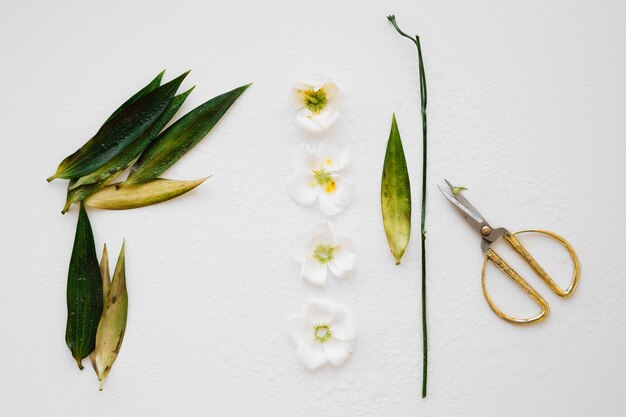 Dispuestas hojas y flores con tijeras