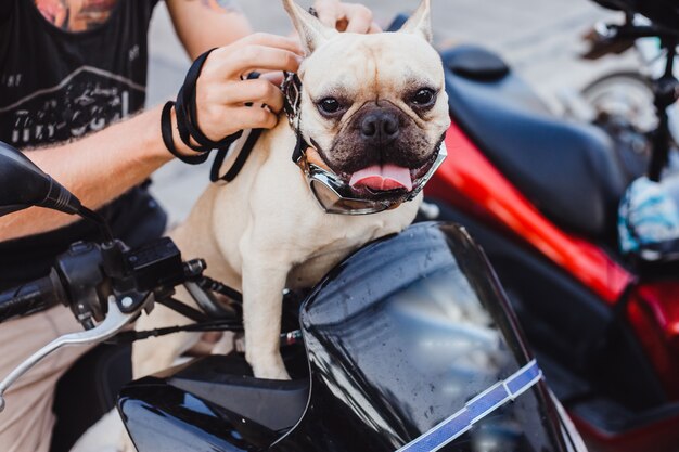 Divertida imagen de hombre guapo caminando con su bulldog francés