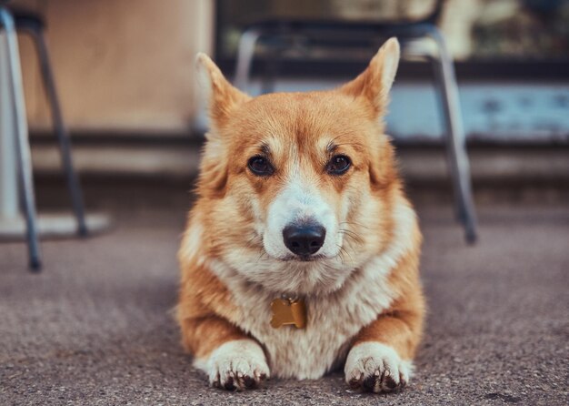 Divertido corgi galés de raza linda, tendido en el asfalto cerca de un café, esperando a su dueño.