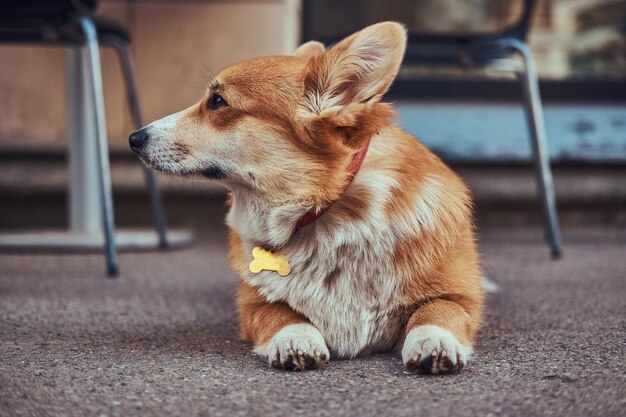 Divertido corgi galés de raza linda, tendido en el asfalto cerca de un café, esperando a su dueño.