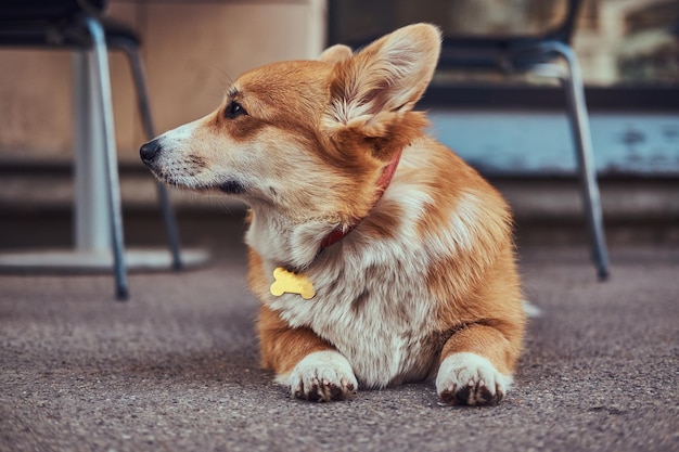 Divertido corgi galés de raza linda, tendido en el asfalto cerca de un café, esperando a su dueño.