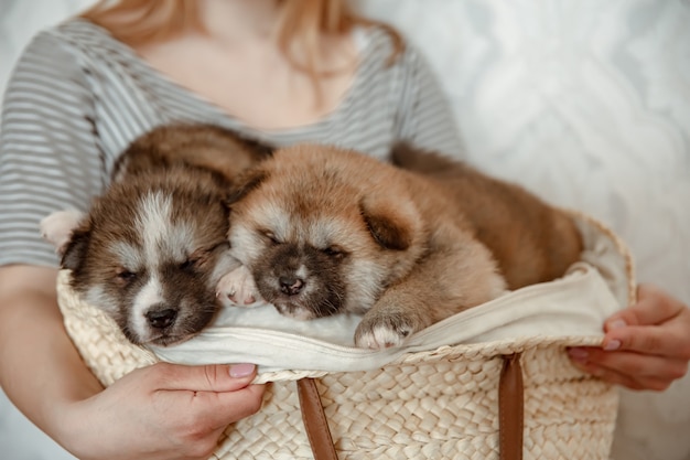 Divertidos cachorros esponjosos en una acogedora canasta en manos del propietario