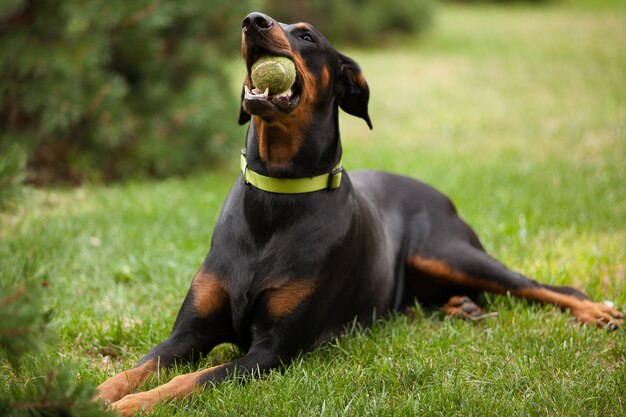 Doberman adulto tipo de perro acostado sobre la hierba verde y masticando una pelota de tenis