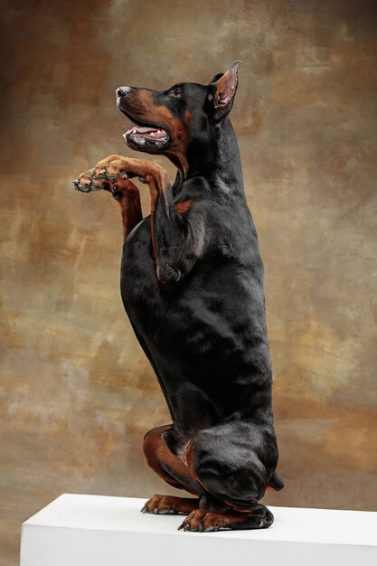 Doberman Pinscher en la pared del estudio