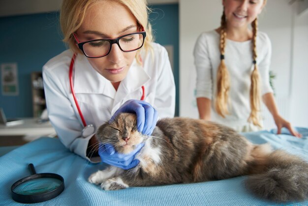 Doctor examinando el gato doméstico