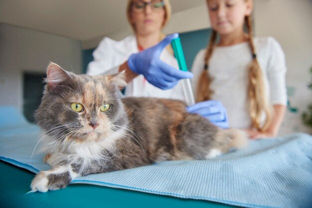 Doctor hace inyección para el gato enfermo