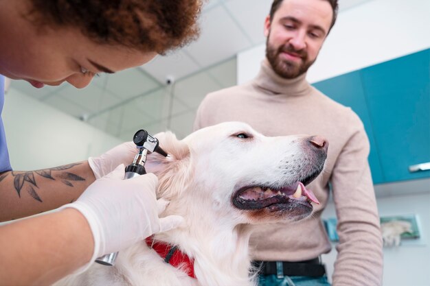 Doctor revisando la oreja del perro de cerca