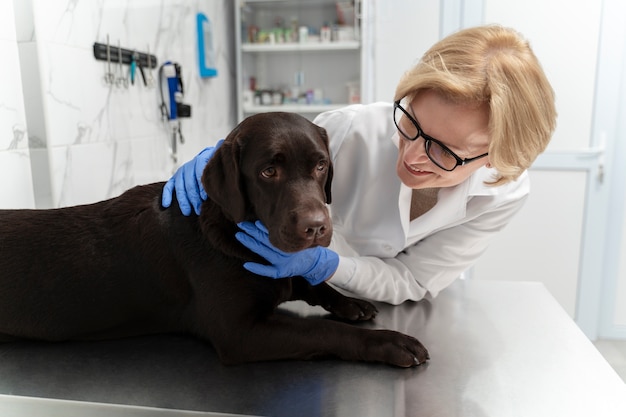 Doctor sonriente de tiro medio revisando perro