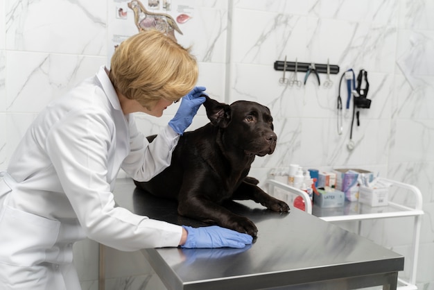 Foto gratuita doctor de tiro medio con lindo perro