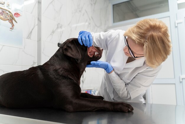 Doctor de tiro medio revisando perro