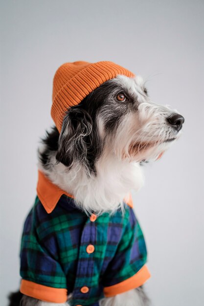 Dog wearing a beanie and plaid shirt