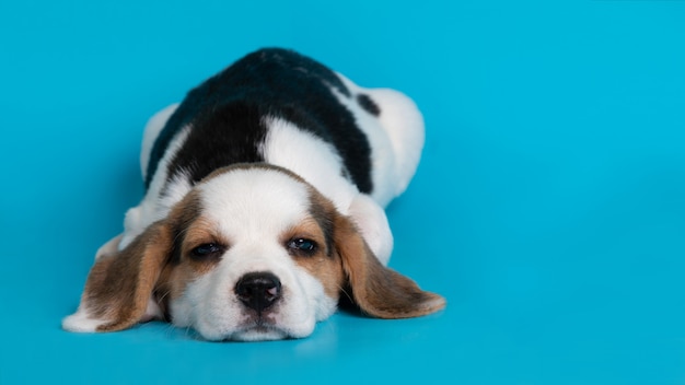 Dormir beagle cachorro de perro sobre fondo azul.