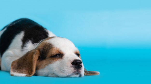 Dormir beagle cachorro de perro sobre fondo azul.