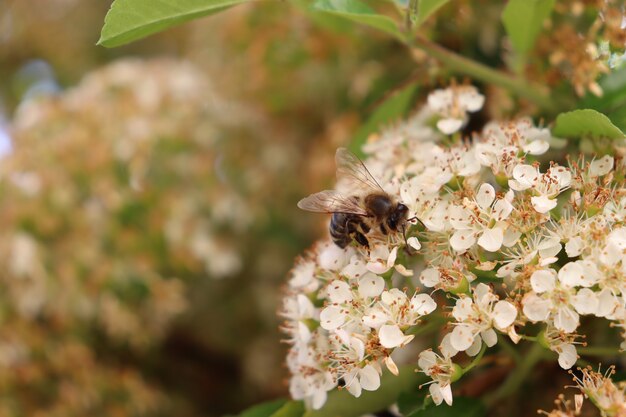 Dos abejas, en, un, flor