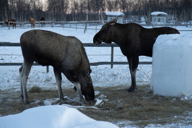 Dos alces comiendo heno en el norte de Suecia