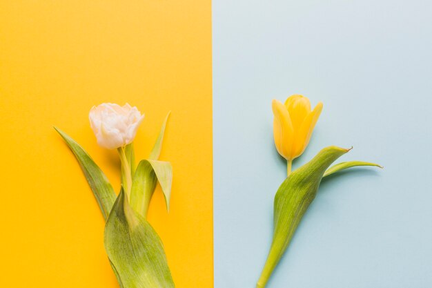 Dos bonitas flores