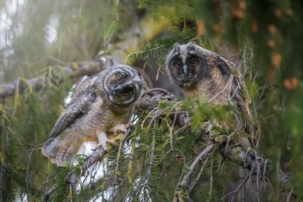 Foto gratuita dos búhos sentados en la rama y mirando a la cámara