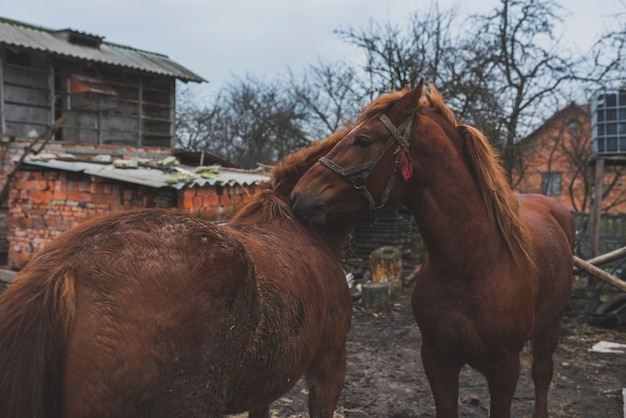 Foto gratuita dos caballos acariciando en el patio