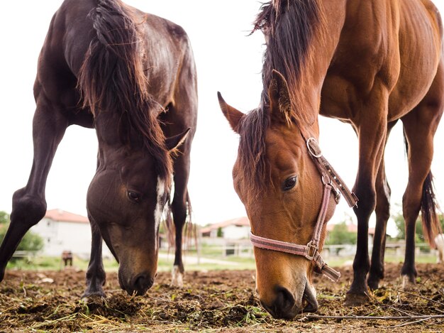 Dos caballos comiendo del suelo