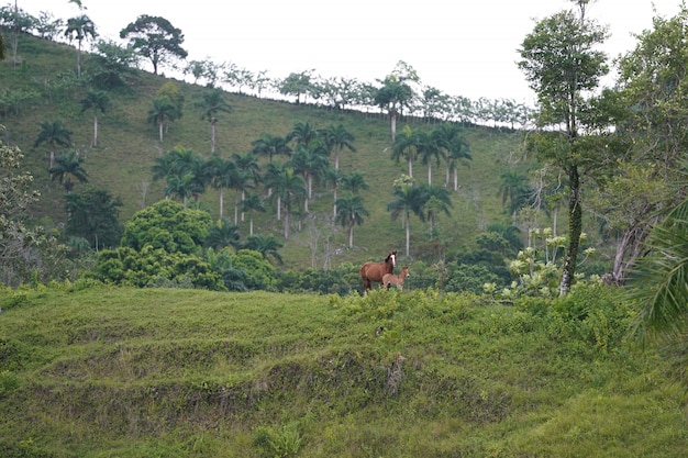 Dos caballos de pie en una colina cubierta de hierba en la distancia con árboles en la República Dominicana