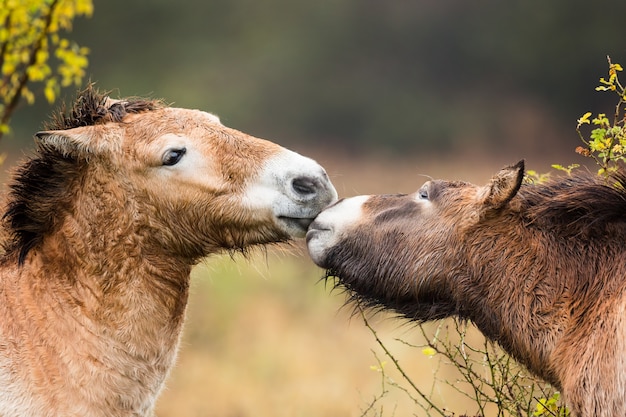 Dos caballos de Przewalski besándose con un fondo borroso