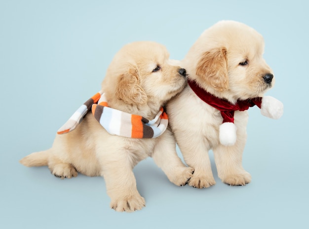 Dos cachorros de golden retriever con bufandas