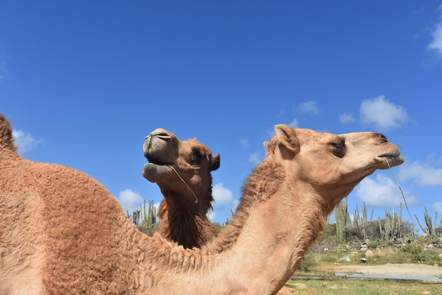 Dos camellos parados juntos en el desierto.